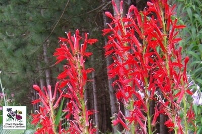 Lobelia cardinalis (Cardinal flower) Lobelia cardinalis (Cardinal flower)