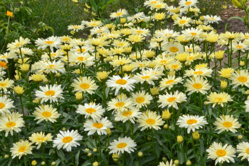 Leucanthemum superbum ‘Banana Cream’ (shasta daisy) AMAZING DAISIES Leucanthemum superbum ‘Banana Cream’ (shasta daisy) AMAZING DAISIES