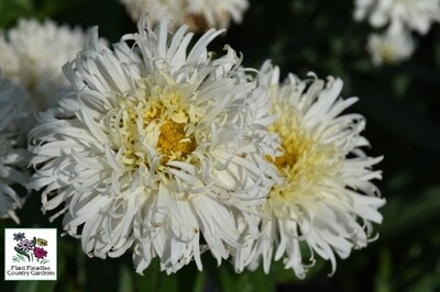 Leucanthemum superbum ‘Coconut'(shasta daisy) Leucanthemum superbum ‘Coconut'(shasta daisy)