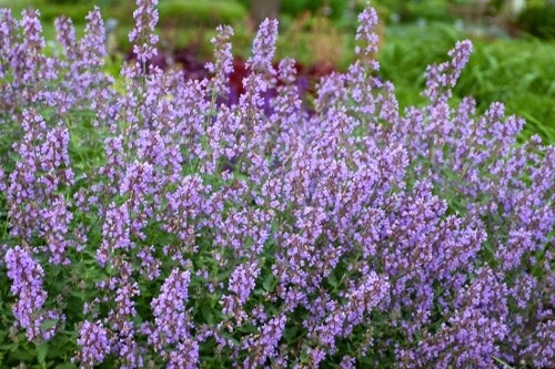 Nepeta faassenii ‘Cat’s Meow’ (catmint) (Proven Winners Nepeta faassenii ‘Cat’s Meow’ (catmint) (Proven Winners