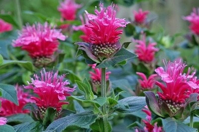 Monarda ‘Raspberry Wine’ (bee balm) Monarda ‘Raspberry Wine’ (bee balm)