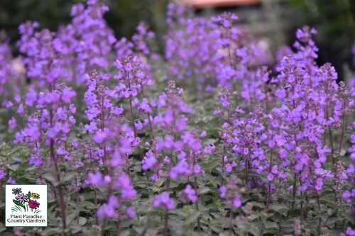 Nepeta faassenii ‘Kitten Around’ (catmint) Nepeta faassenii ‘Kitten Around’ (catmint)