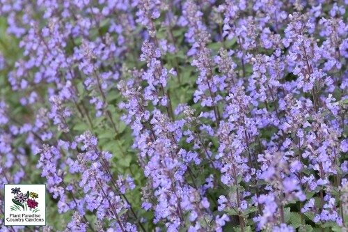 Nepeta faassenii ‘Purrsian Blue’ (catmint) Nepeta faassenii ‘Purrsian Blue’ (catmint)