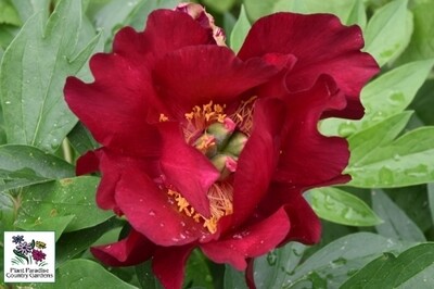 Paeonia ‘Scarlet Heaven’ (Intersectional - ITOH Peony)