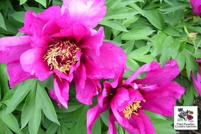 Paeonia ‘Morning Lilac’ (Intersectional- ITOH Peony)