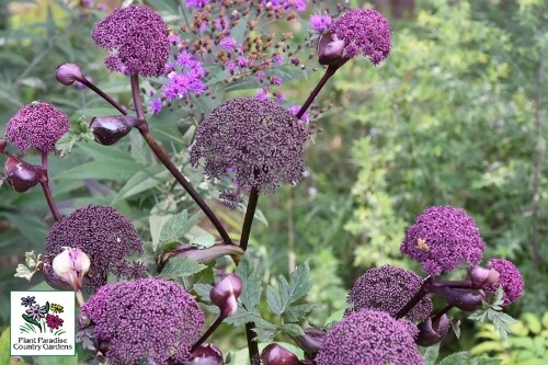 Angelica gigas (biennial) Angelica gigas (biennial)