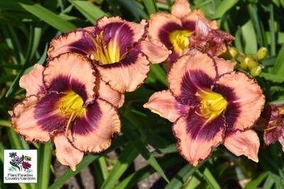 Hemerocallis 'Daring Deception' (daylily) Hemerocallis 'Daring Deception' (daylily)