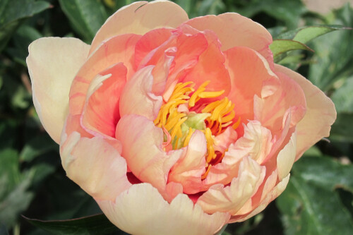 Paeonia 'Clouds of Colour' (Intersectional Peony) Paeonia 'Clouds of Colour' (Intersectional Peony)