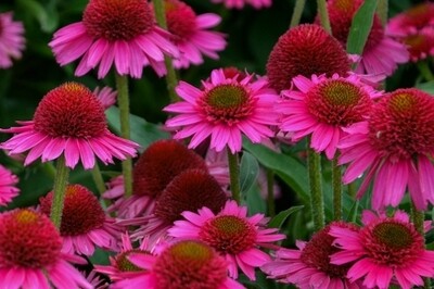 Echinacea ‘Delicious Candy’ coneflower Echinacea ‘Delicious Candy’ coneflower