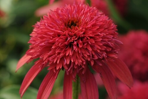 Echinacea DOUBLE SCOOP 'Cranberry' coneflower Echinacea DOUBLE SCOOP 'Cranberry' coneflower