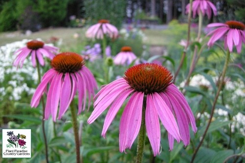 Echinacea purpurea ‘Magnus’ (coneflower) Echinacea purpurea ‘Magnus’ (coneflower)