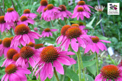 Echinacea ‘Pow Wow Wild Berry’ coneflower Echinacea ‘Pow Wow Wild Berry’ coneflower