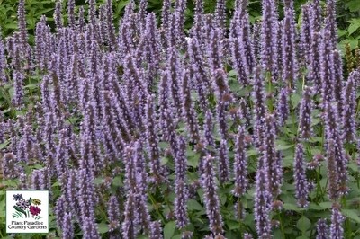 Agastache foeniculum (hyssop) Agastache foeniculum (hyssop)