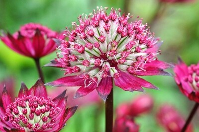Astrantia ‘Burgundy Manor’ (masterwort) Astrantia ‘Burgundy Manor’ (masterwort)