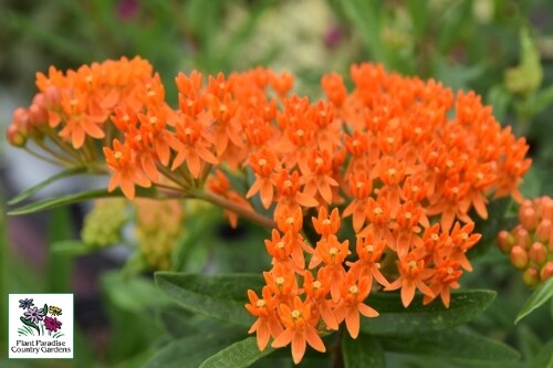Asclepias tuberosa (butterflyweed) Asclepias tuberosa (butterflyweed)