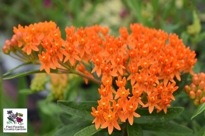 Asclepias tuberosa (butterflyweed) Asclepias tuberosa (butterflyweed)