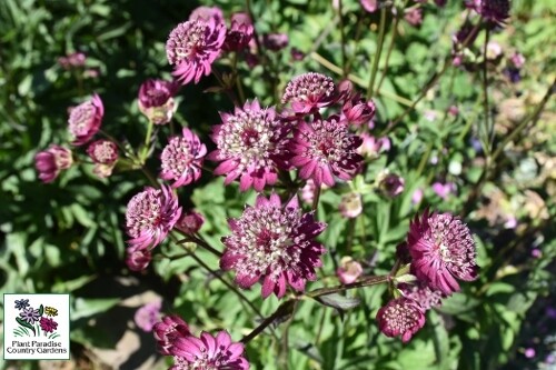 Astrantia ‘Moulin Rouge’ Astrantia ‘Moulin Rouge’