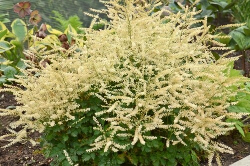 Aruncus 'Chantilly Lace' (goat's beard) Proven Winners Aruncus 'Chantilly Lace' (goat's beard) Proven Winners