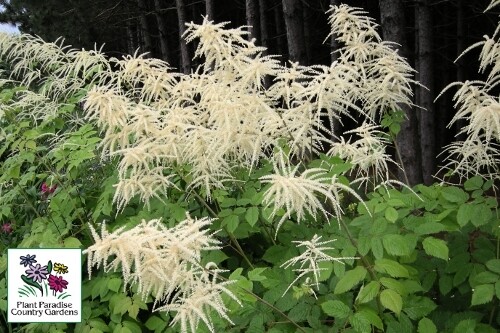 Aruncus dioicus (goat’s beard) Aruncus dioicus (goat’s beard)