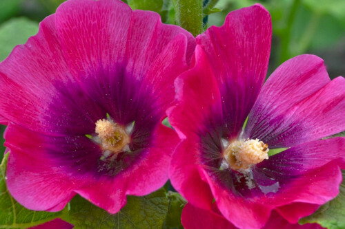 Alcea Halo Series Cerise (hollyhock) Alcea Halo Series Cerise (hollyhock)