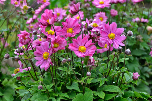 Anemone 'Curtain Call Deep Rose' (Japanese Anemone) Anemone 'Curtain Call Deep Rose' (Japanese Anemone)