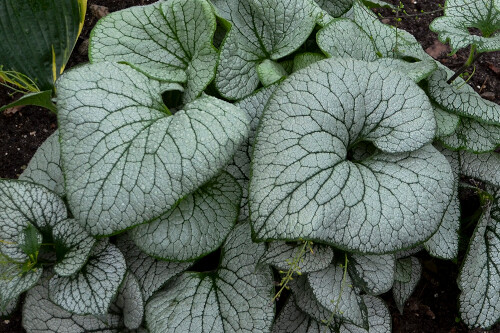 Brunnera ‘Sterling Silver’ Brunnera ‘Sterling Silver’