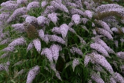 Buddleia ‘Grand Cascade’ (butterfly bush) Buddleia ‘Grand Cascade’ (butterfly bush)