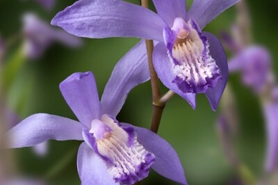 Bletilla striata 'Blue Dragon' (Chinese ground orchid)