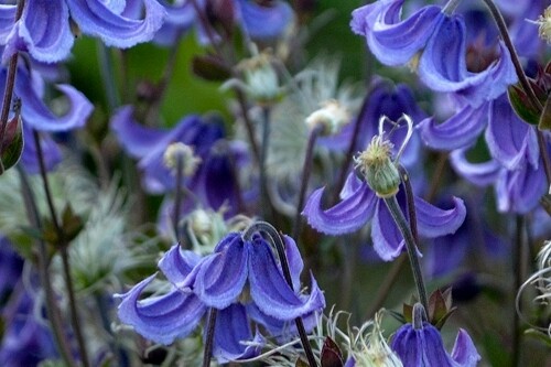 Clematis ‘Stand by Me’ (Proven Winners) bush clematis Clematis ‘Stand by Me’ (Proven Winners) bush clematis