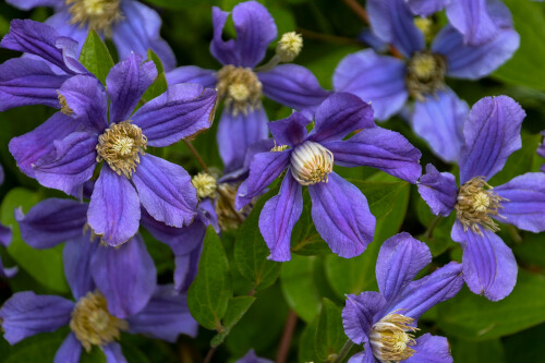 Clematis 'Rain Dance' (bush Clematis) Clematis 'Rain Dance' (bush Clematis)
