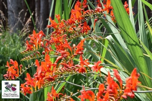 Crocosmia 'Lucifer' (Montbretia) Crocosmia 'Lucifer' (Montbretia)