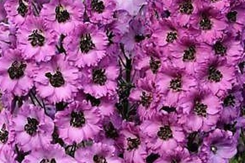 Delphinium ‘Pink Punch’ New Millennium Delphiniums Delphinium ‘Pink Punch’ New Millennium Delphiniums