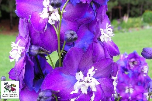 Delphinium ‘Purple Passion’ New Millennium Delphiniums Delphinium ‘Purple Passion’ New Millennium Delphiniums