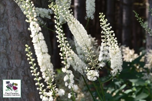 Actaea racemosa (snakeroot) Actaea racemosa (snakeroot)