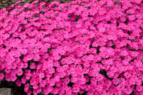 Dianthus 'Paint the Town Magenta’ (Proven Winners) Dianthus 'Paint the Town Magenta’ (Proven Winners)