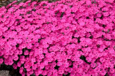 Dianthus 'Paint the Town Magenta’ (Proven Winners) Dianthus 'Paint the Town Magenta’ (Proven Winners)