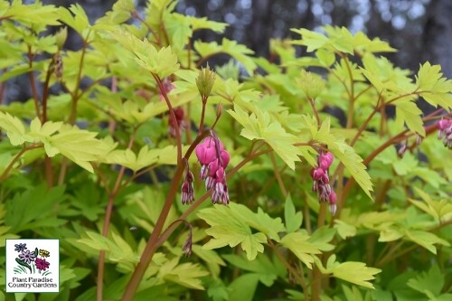 Dicentra ‘Goldheart’ (bleeding heart) Dicentra ‘Goldheart’ (bleeding heart)