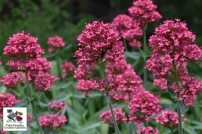 Centranthus ruber Coccineus (red valerian) Centranthus ruber Coccineus (red valerian)