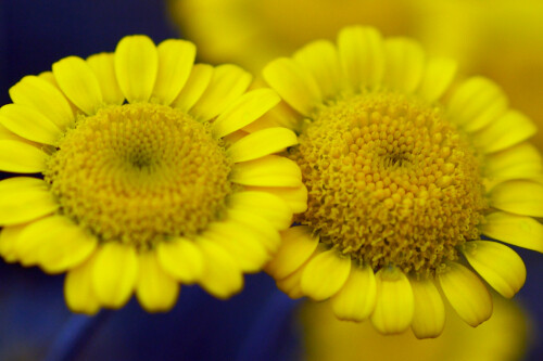 Anthemis tinctoria 'Kelwayi' (golden marguerite daisy) Anthemis tinctoria 'Kelwayi' (golden marguerite daisy)