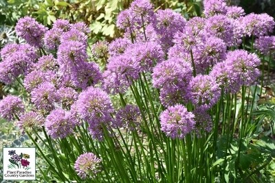 Allium ‘Millenium’ (ornamental onion) Allium ‘Millenium’ (ornamental onion)