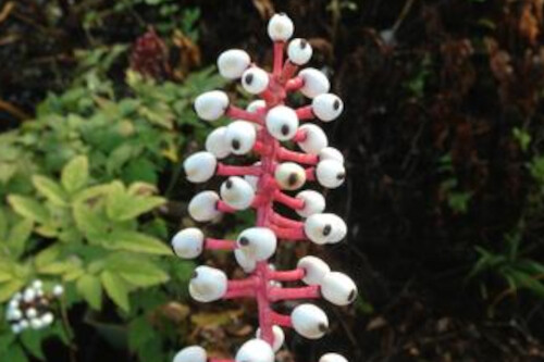 Actaea pachypoda (White Baneberry/Doll's Eye) Actaea pachypoda (White Baneberry/Doll's Eye)