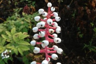 Actaea pachypoda (White Baneberry/Doll's Eye) Actaea pachypoda (White Baneberry/Doll's Eye)