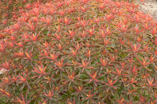 Euphorbia 'Bonfire' (cushion spurge) Euphorbia 'Bonfire' (cushion spurge)