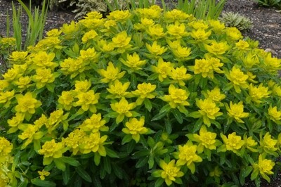 Euphorbia polychroma (cushion spurge) Euphorbia polychroma (cushion spurge)