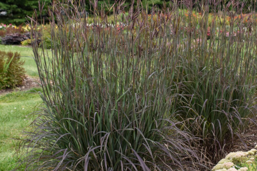 Grass - Andropogon gerardii 'Blackhawks' (Big Bluestem) Grass - Andropogon gerardii 'Blackhawks' (Big Bluestem)