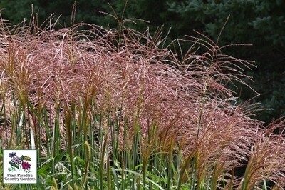Grass - Miscanthus sinensis ‘Malepartus’ Grass - Miscanthus sinensis ‘Malepartus’