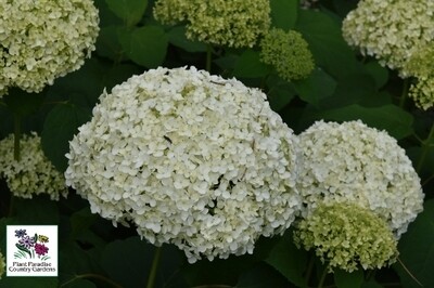 Hydrangea arborescens ‘Incrediball' (Proven Winners) Hydrangea arborescens ‘Incrediball' (Proven Winners)