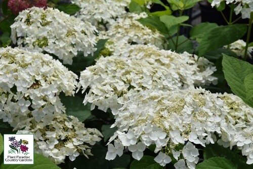 Hydrangea arborescens ‘Haas Halo’ Hydrangea arborescens ‘Haas Halo’