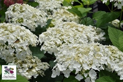 Hydrangea arborescens ‘Haas Halo’ Hydrangea arborescens ‘Haas Halo’