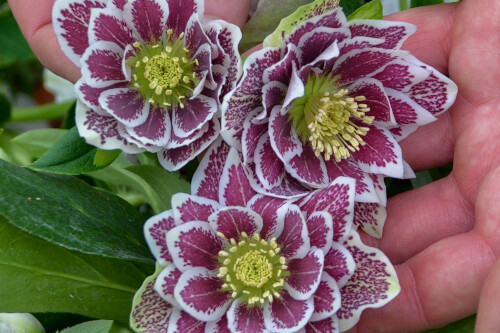 Helleborus 'Shotgun Wedding (lenten rose) Helleborus 'Shotgun Wedding (lenten rose)